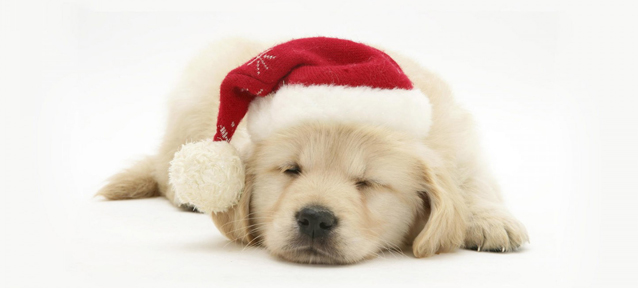 你養(yǎng)寵物嗎？千萬別這么喂它們。